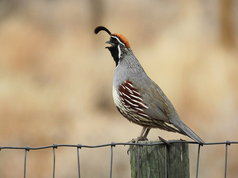 25447712242_fda4b01f7a_c