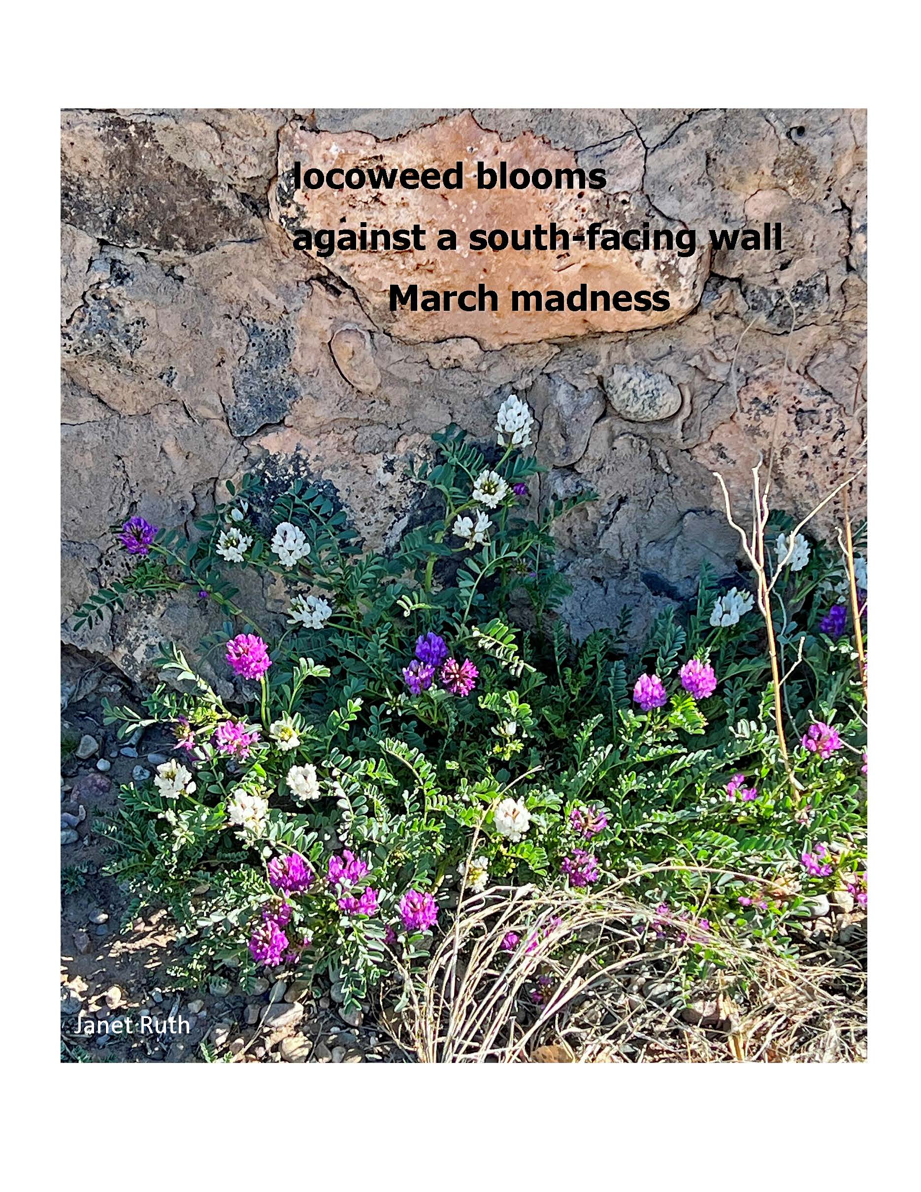 haiga locoweed 2
